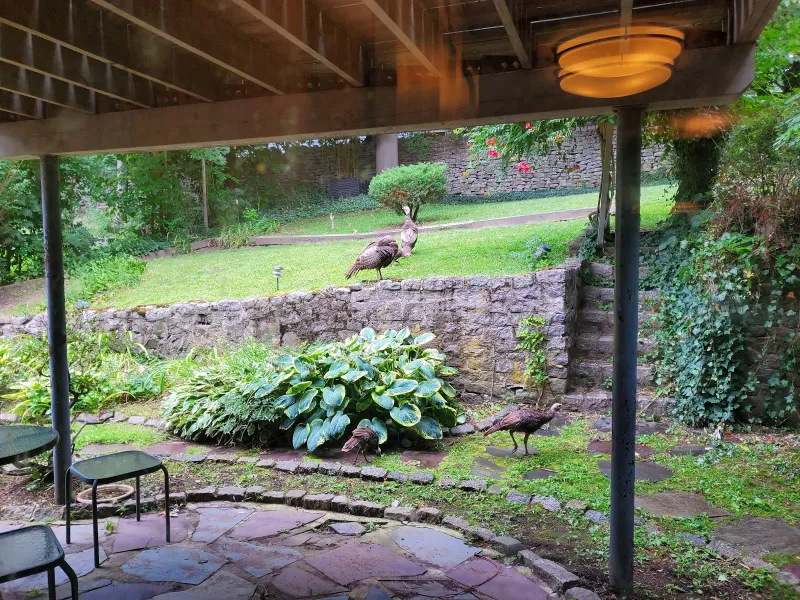 Wild turkey in the backyard garden